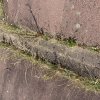 Aucun espace n'est perdu, une anfractuosité un peu d'humus et la flore s’implante, mère nature a horreur du vide. MONIQUE PINAULT